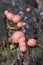 Lycogala epidendrum slime mold. an inedible mushroom of the Myxomycota department. Small pink spherical mushrooms on a