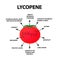 Lycopene treats the disease. Tomato is useful. Vector illustration on isolated background.