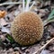 Lycoperdon echinatum mushroom