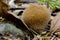 Lycoperdon echinatum - the spiny puffball