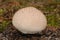 Lycoperdon perlatum