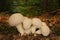 Lycoperdon perlatum