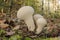 Lycoperdon perlatum