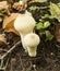 Lycoperdon perlatum Common Puffball Fungi