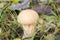 Lycoperdon perlatum common puffball fungus