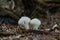 Lycoperdon perlatum - Common puffball tasty fungi in summer forest