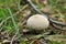 Lycoperdon perlatum or common puffball, warted puffball, gem-stu