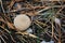 Lycoperdon perlatum common puffball, warted puffball, gem-studded puffball, devil`s snuff-box mushroom