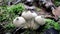 Lycoperdon perlatum common puffball white mushrooms spores on the ground