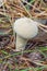 Lycoperdon perlatum fungus known as the common puffball, warted puffball, gem-studded puffball, or the devil`s snuff-box