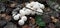 Lycoperdon perlatum Group of white raincoat mushrooms close-up