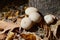 Lycoperdon perlatum, known as the common puffbal, wild growing mushroom.