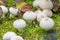 Lycoperdon perlatum, popularly known as the common puffball.