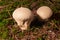 Lycoperdon perlatum, popularly known as the common puffball