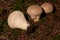 Lycoperdon perlatum, popularly known as the common puffball