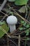 Lycoperdon perlatum, popularly known as the common puffball, emerging from the forest ground