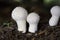 Lycoperdon perlatum, popularly known as the common puffball, warted puffball, gem-studded puffball or devil\\\'s snuff-box