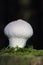 Lycoperdon perlatum, popularly known as the common puffball, warted puffball, gem-studded puffball or devil\\\'s snuff-box,