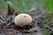 Lycoperdon pratense, commonly known as the meadow puffball