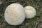 Lycoperdon pratense, commonly known as the meadow puffball, is a type of puffball mushroom in the genus Lycoperdon