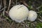 Lycoperdon pratense, commonly known as the meadow puffball, is a type of puffball mushroom in the genus Lycoperdon