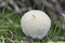 Lycoperdon pratense, commonly known as the meadow puffball, is a type of puffball mushroom in the genus Lycoperdon