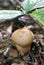 Lycoperdon puffball mushroom
