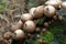 Lycoperdon pyriforme fungi