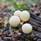 Lycoperdon pyriforme mushroom