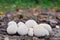 Lycoperdon pyriforme mushroom