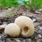 Lycoperdon pyriforme mushroom