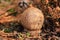 Lycoperdon umbrinum autumn mushroom growing in soil