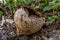 Lycoperdon utriforme