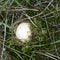 Lycoperdon. Young, germinating mushroom puffbal