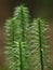 Lycopodium annotinum