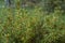 Lycopodium annotinum inside of a forest