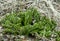 Lycopodium Lycopodium clavatum in the forest