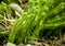 Lycopodium Lycopodium clavatum in the forest