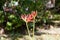 Lycoris radiat in full bloom