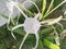 Lycoris radiata flower