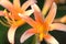 Lycoris rubroaurantiaca.(benisatsuma)