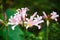 Lycoris squamigera flowers