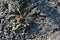 Lycosa Lycosa singoriensis, wolf spiders on gray ground