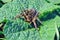 Lycosa Lycosa singoriensis, wolf spiders on green leaf