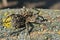 Lycosa Lycosa singoriensis, wolf spiders on tree bark background with moss