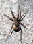 Lycosa singoriensis. Spider Tarantulas close-up. Macro Photo.