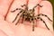 Lycosa tarantula on hands