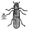 Lyctus beetle, vintage engraving