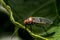 Lygaeidae bug on a plant leaf