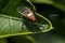 Lygaeidae bug on a plant leaf